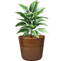 Plante d'intérieur en pot