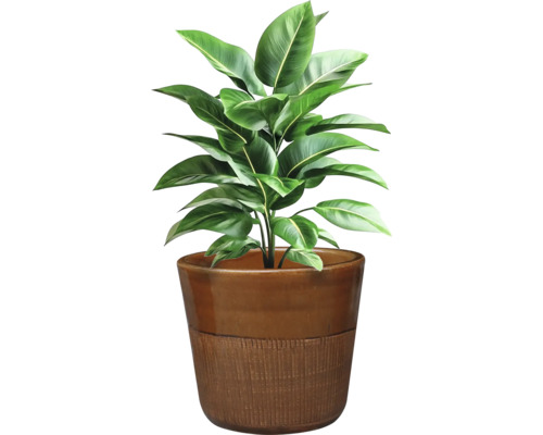 Plante d'intérieur en pot