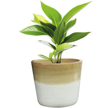 Plante d'intérieur dans un pot