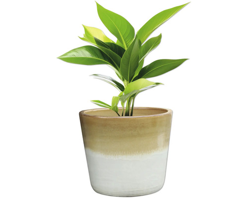 Plante d'intérieur dans un pot