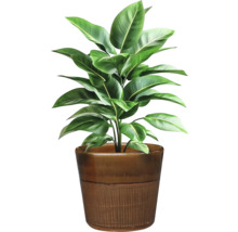 Plante d'intérieur en pot