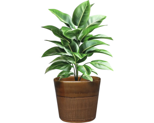 Plante d'intérieur en pot