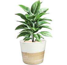 Plante d'intérieur avec des feuilles vertes dans un pot