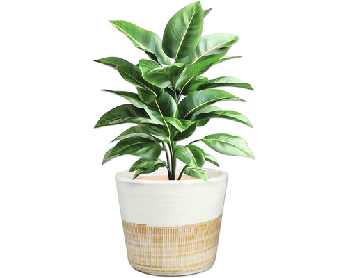 Plante d'intérieur avec des feuilles vertes dans un pot