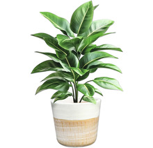 Plante d'intérieur en pot