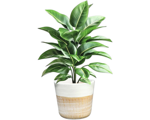Plante d'intérieur en pot