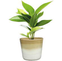 Plante d'intérieur dans un pot en céramique