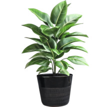 Plante d'intérieur en pot