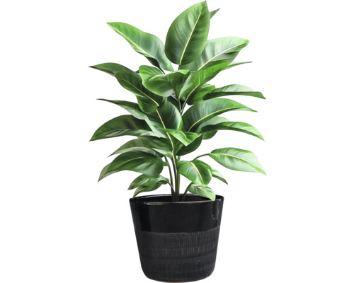 Plante d'intérieur en pot