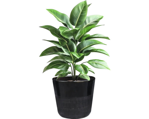 Plante d'intérieur dans un pot