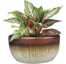 Chinesisches Immergrün in dekorativem Übertopf