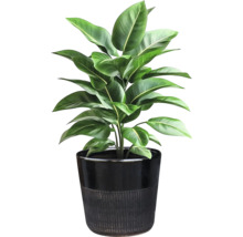 Plante d'intérieur en pot