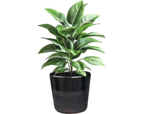 Plante d'intérieur en pot