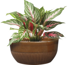 Roseau de Chine en pot