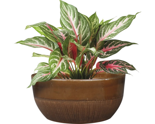 Roseau de Chine en pot