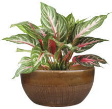 Roseau de Chine en pot
