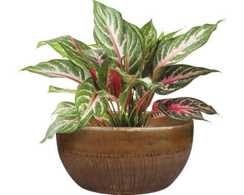 Roseau de Chine en pot