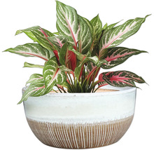 Aglaonema plante d'intérieur dans un pot