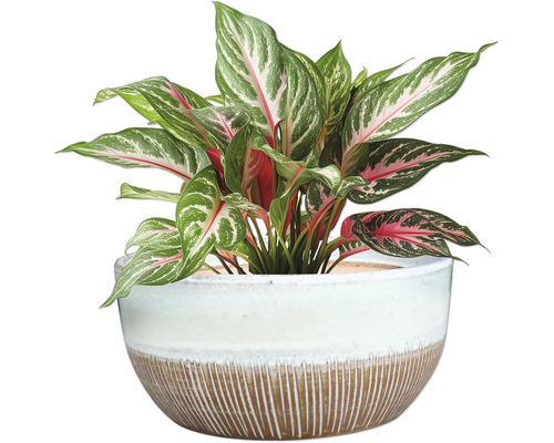 Aglaonema plante d'intérieur dans un pot