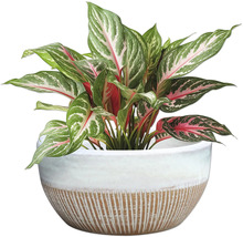 Roseau de Chine en pot