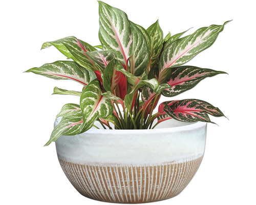 Roseau de Chine en pot