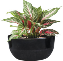 Plante Aglaonema dans un pot noir