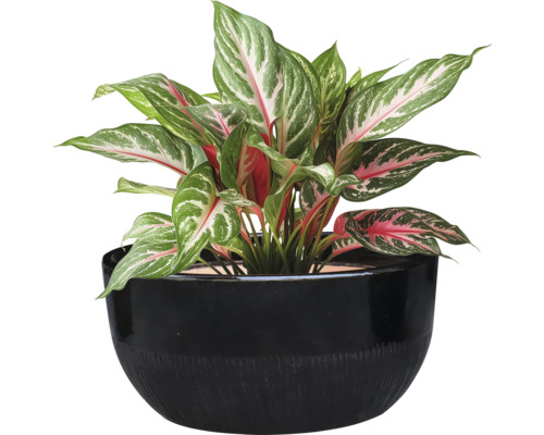 Plante Aglaonema dans un pot noir
