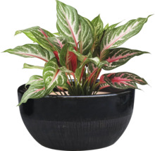 Plante d'intérieur Aglaonema dans un pot de fleurs
