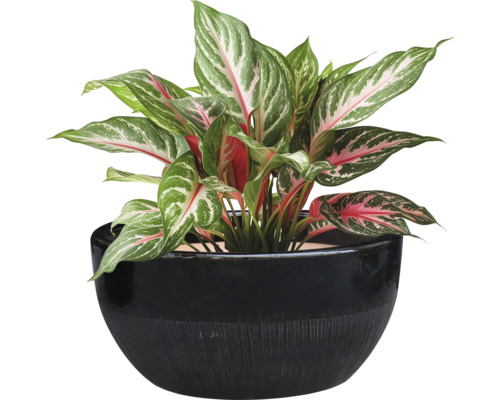 Plante d'intérieur Aglaonema dans un pot de fleurs