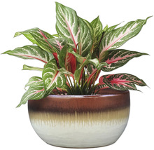 Chinesisches Schilf in einem Topf