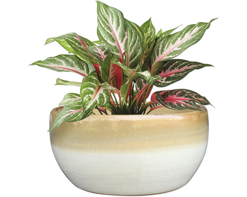 Aglaonema Zimmerpflanze in Topf