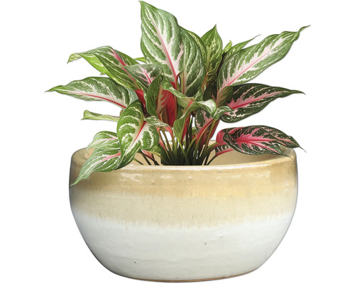 Aglaonema Zimmerpflanze im Topf