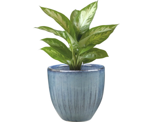 Dieffenbachie in einem Blumentopf