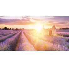 Leinwandbild Sunny Lavender Field 50x100 cm
