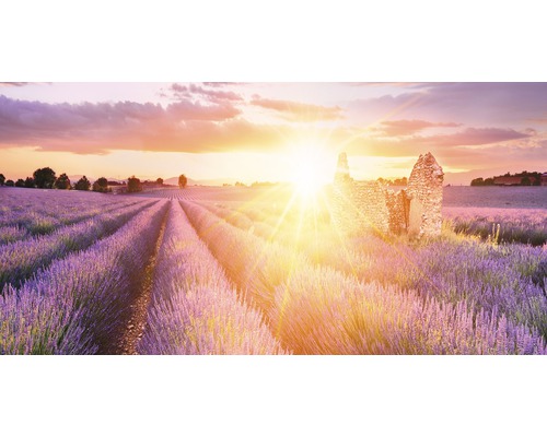 Leinwandbild Sunny Lavender Field 50x100 cm
