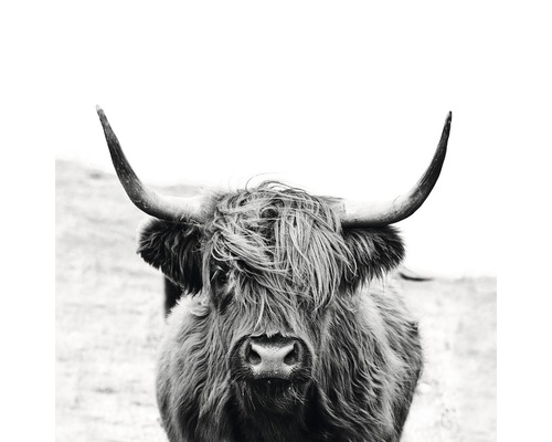 Tableau sur toile Highland Beef noir et blanc 27x27cm