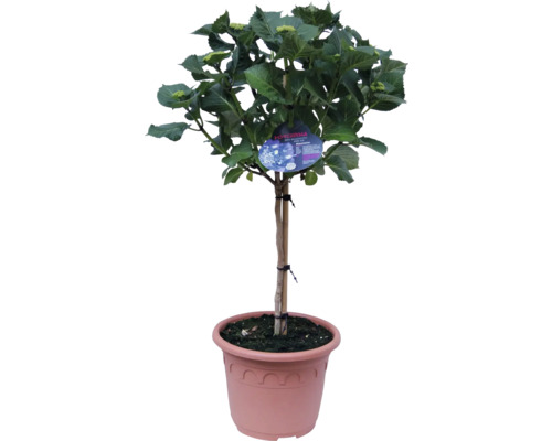 Hortensie als Hochstamm im Topf