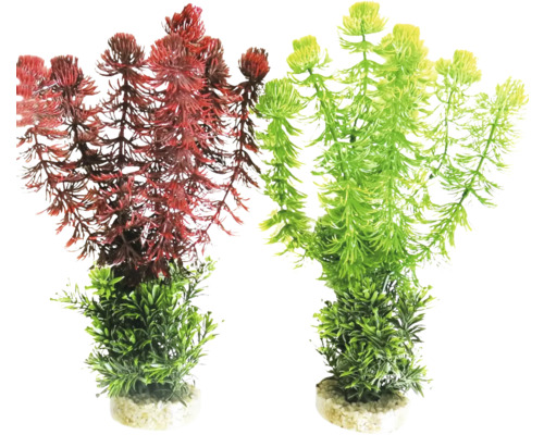 Zwei Aquarienpflanzen als Dekoration für Aquarien