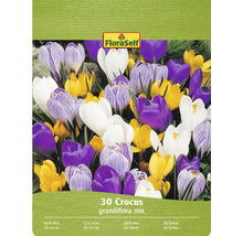 FloraSelf Crocus grandiflora, mélange de 30 pièces