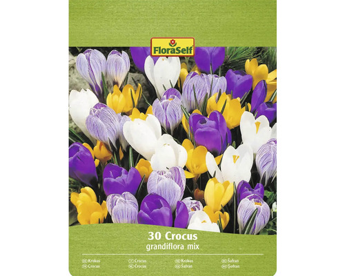 Bulbes de crocus FloraSelf 'Mélange Grandiflora' 30 pièces FloraSelf Crocus grandiflora, mélange de 30 pièces