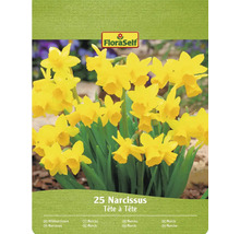 Narcisses FloraSelf Tête à Tête, lot de 25 pièces