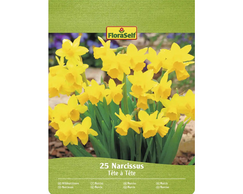 FloraSelf Narzissen Tête à Tête, Packung mit 25 Stück