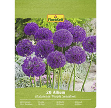 Paquet de 20 bulbes d'Allium aflatunense Purple Sensation