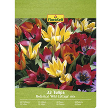 FloraSelf Mélange de tulipes sauvages Cottage, 33 pièces