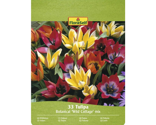 FloraSelf Wild Cottage Tulpenmischung, 33 Stück
