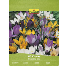 FloraSelf Crocus Botanical Mix Lot de 60 pièces