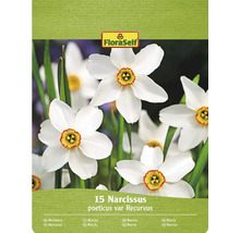 FloraSelf Pack de 15 narcisses poeticus var Recurvus