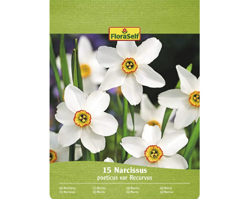 FloraSelf Packung mit 15 Narzissen poeticus var Recurvus