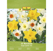 Emballage de mélange de jonquilles avec 15 bulbes