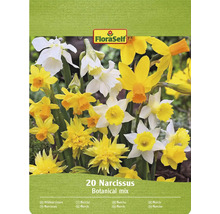 Bulbes de narcisses FloraSelf, mélange botanique, paquet de 20 pièces